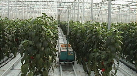 MIKAN有機ファーム