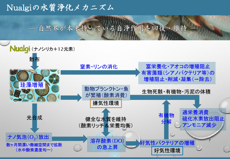 Nualgiの水質浄化メカニズム