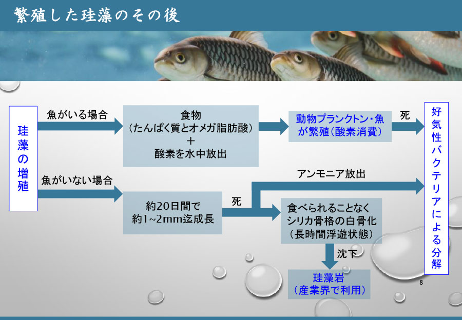 繁殖した珪藻のその後