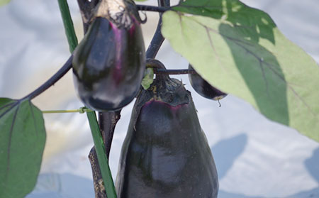 MIKAN有機ファーム