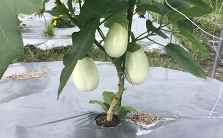 MIKAN有機ファーム